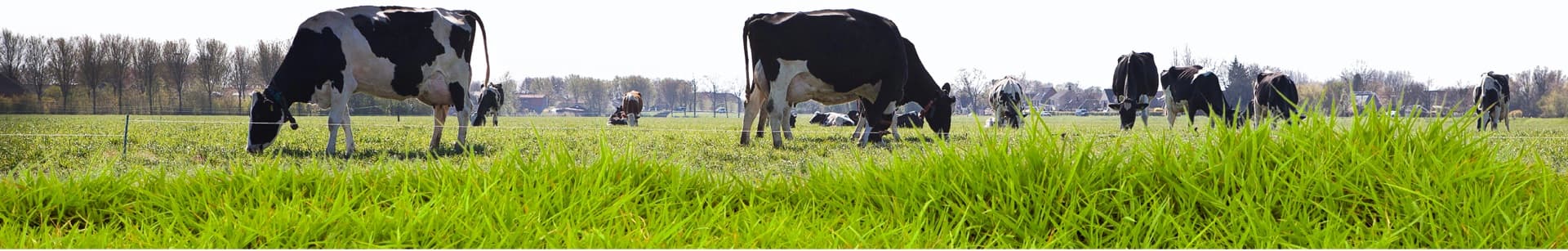 Image of cows